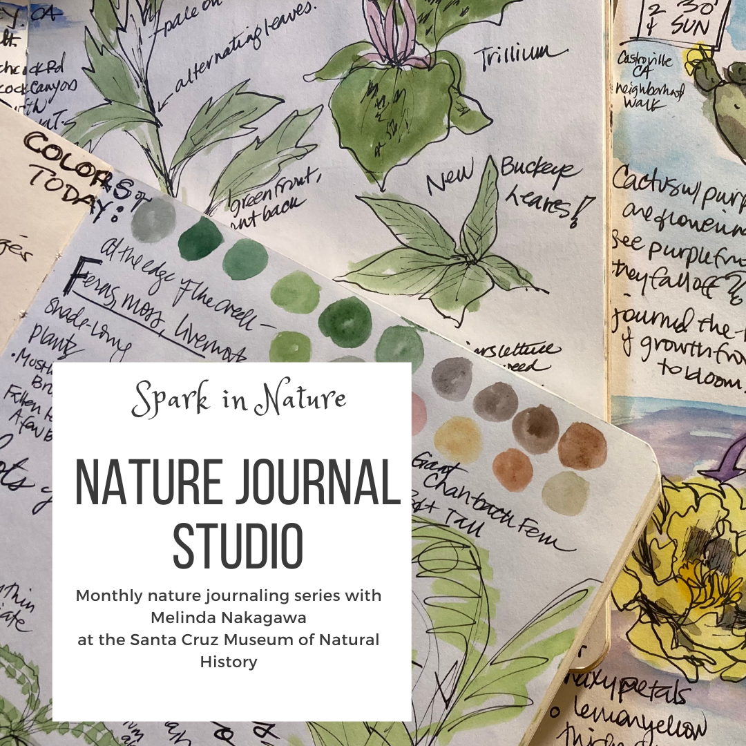 Nature Journal Studio~ Mushrooms! at the Santa Cruz Museum - SPARK IN NATURE